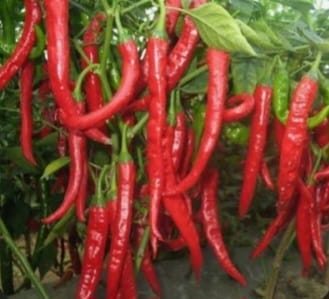 Whole Dried Red Chilli